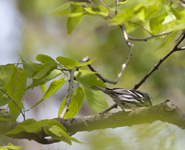 Black and White Warbler 2651